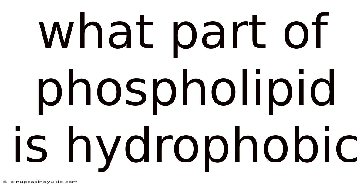 What Part Of Phospholipid Is Hydrophobic