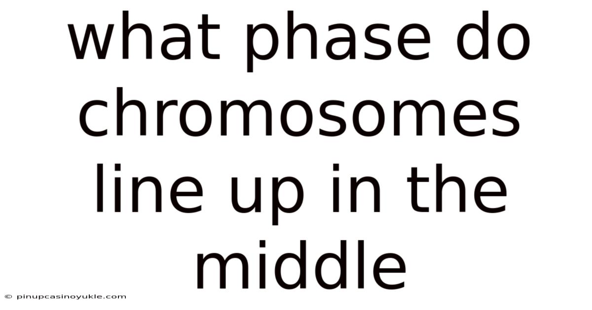 What Phase Do Chromosomes Line Up In The Middle