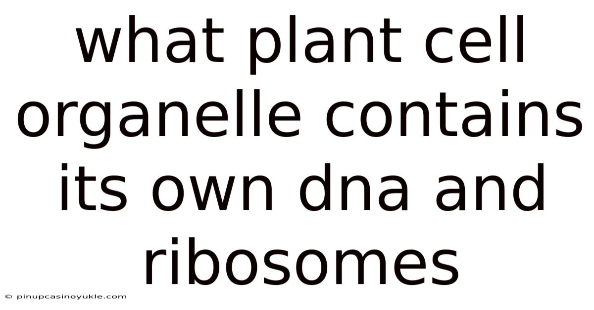 What Plant Cell Organelle Contains Its Own Dna And Ribosomes