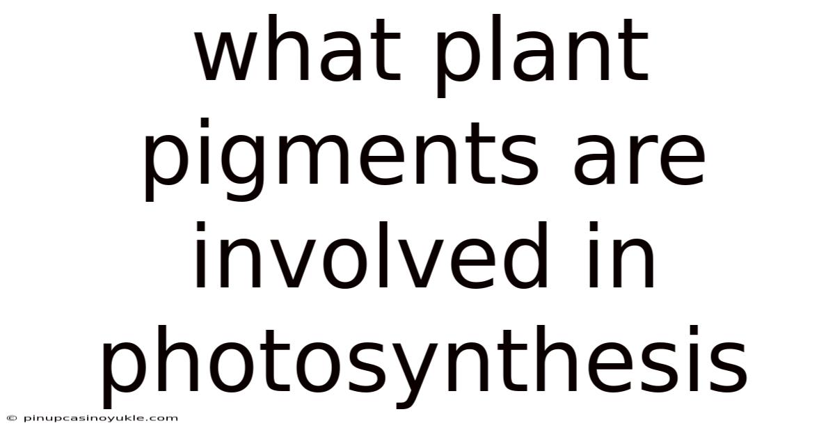 What Plant Pigments Are Involved In Photosynthesis