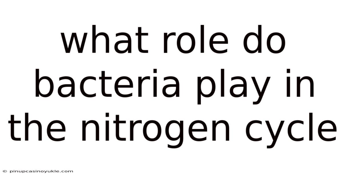 What Role Do Bacteria Play In The Nitrogen Cycle