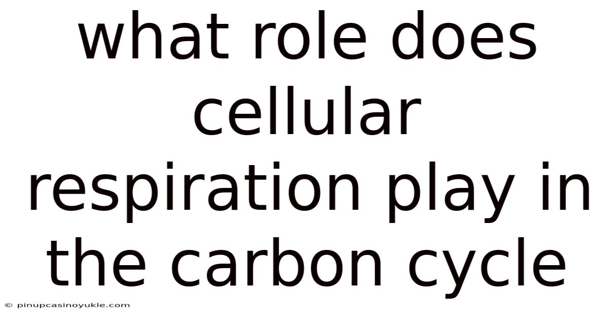 What Role Does Cellular Respiration Play In The Carbon Cycle