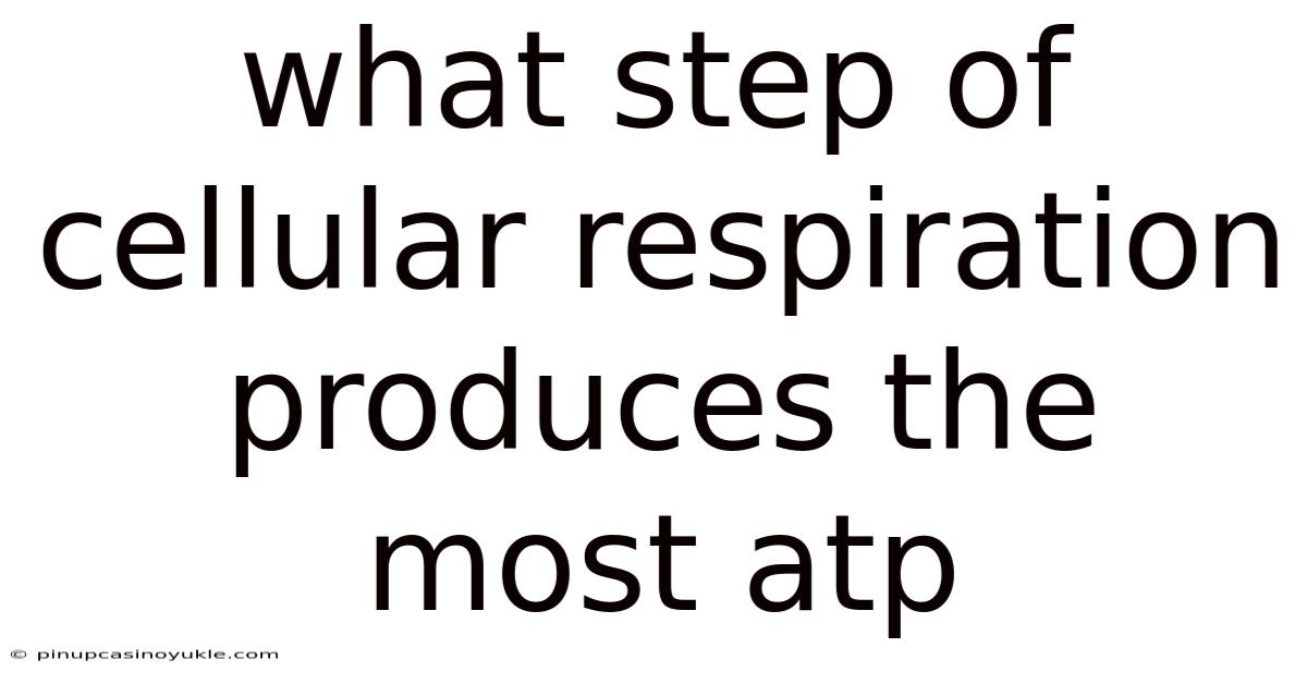 What Step Of Cellular Respiration Produces The Most Atp