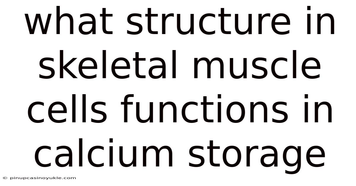 What Structure In Skeletal Muscle Cells Functions In Calcium Storage