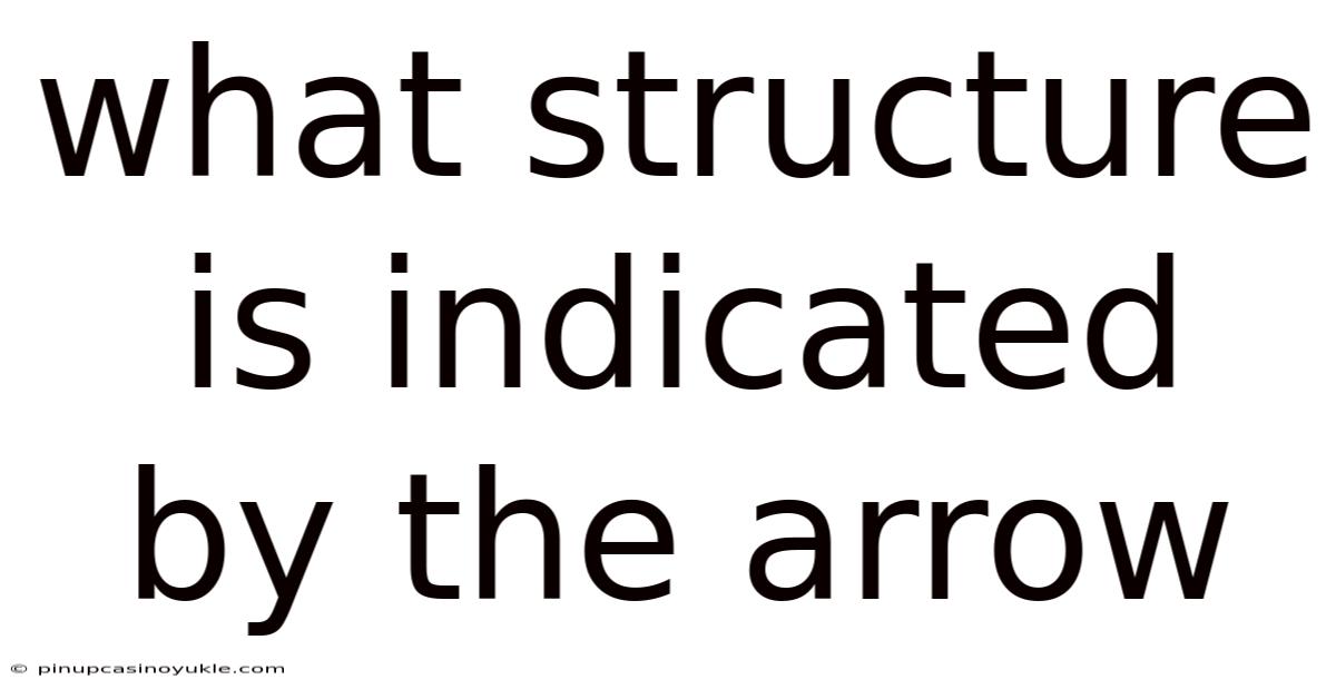 What Structure Is Indicated By The Arrow