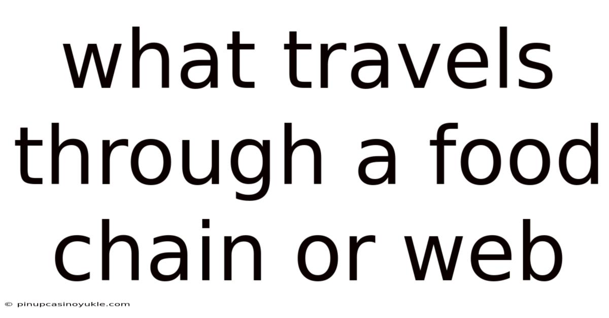 What Travels Through A Food Chain Or Web