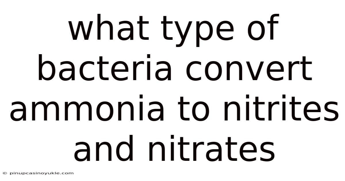 What Type Of Bacteria Convert Ammonia To Nitrites And Nitrates