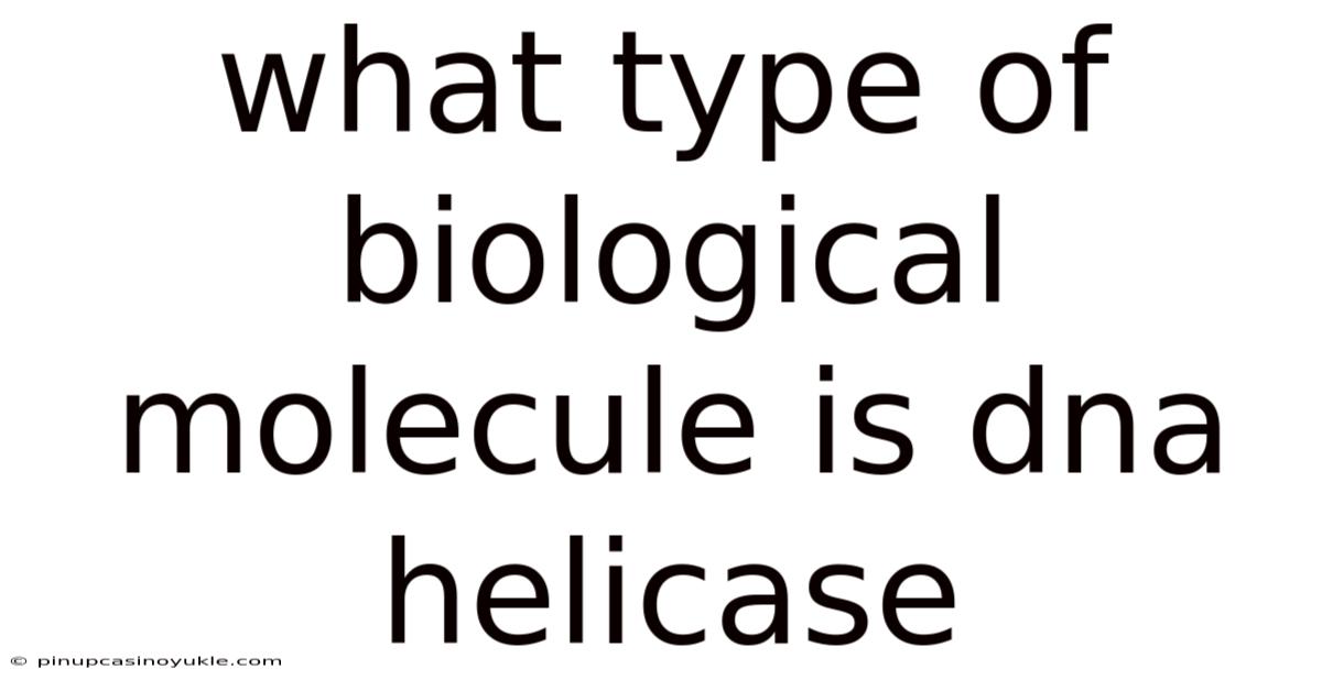 What Type Of Biological Molecule Is Dna Helicase