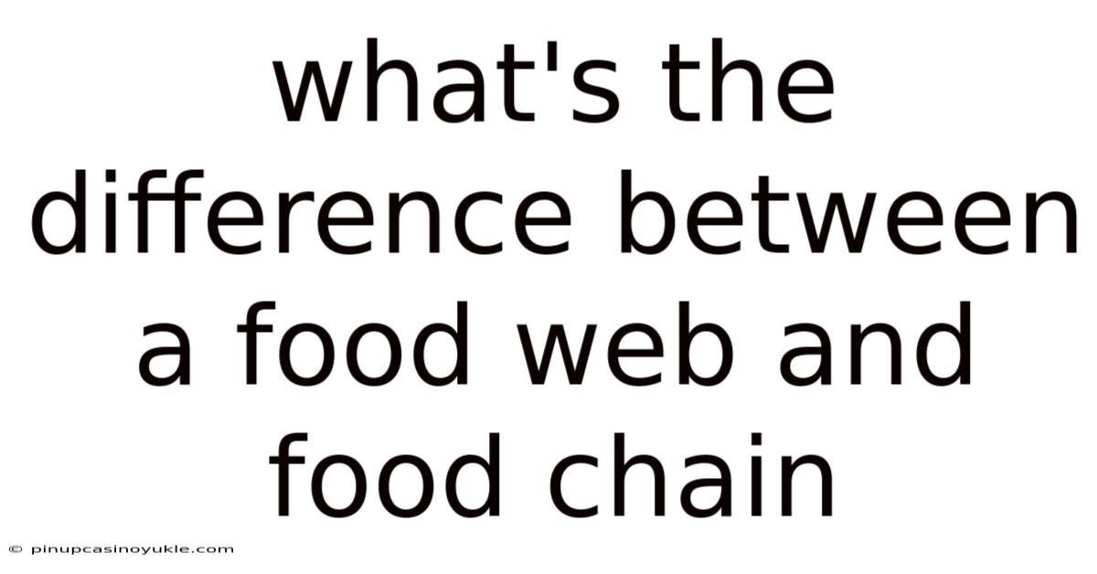 What's The Difference Between A Food Web And Food Chain