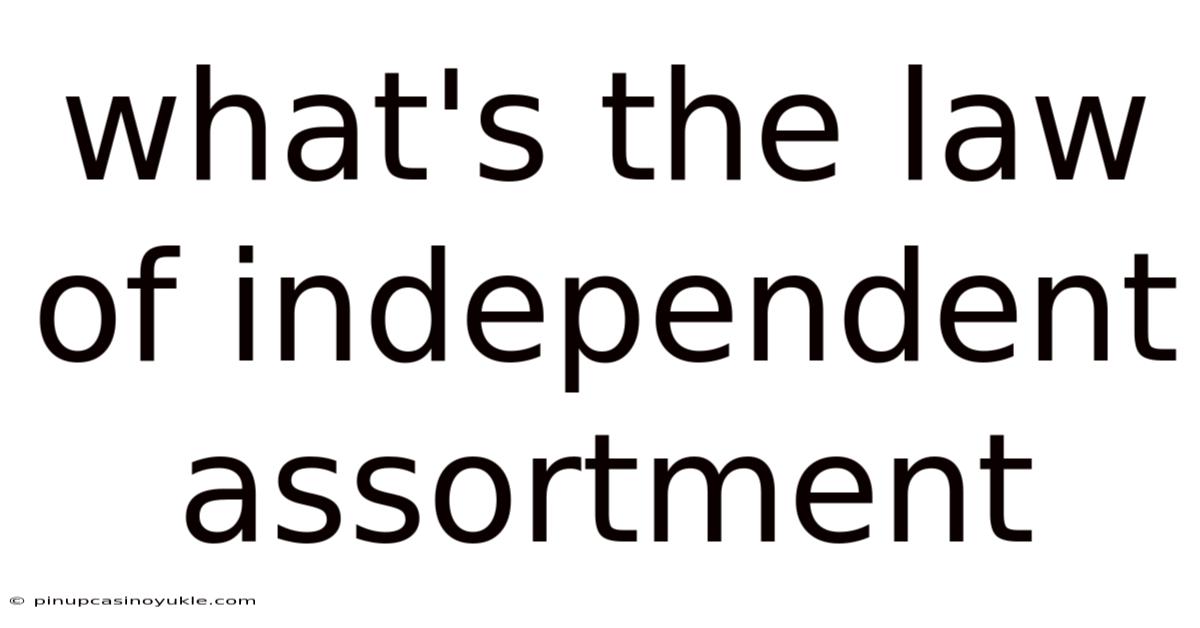 What's The Law Of Independent Assortment