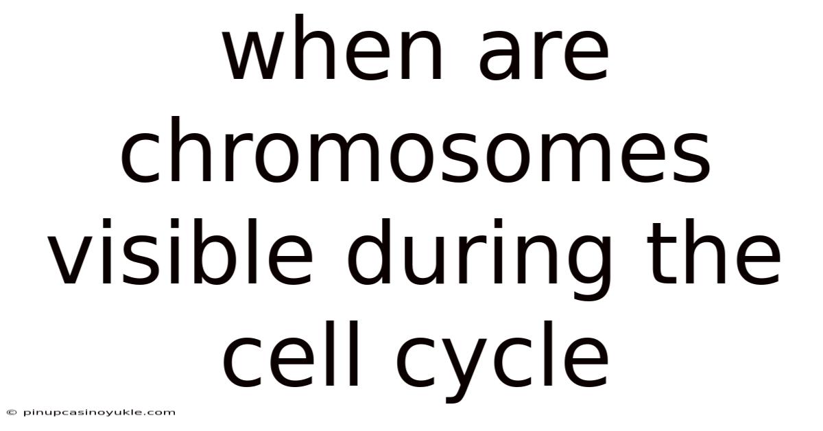 When Are Chromosomes Visible During The Cell Cycle