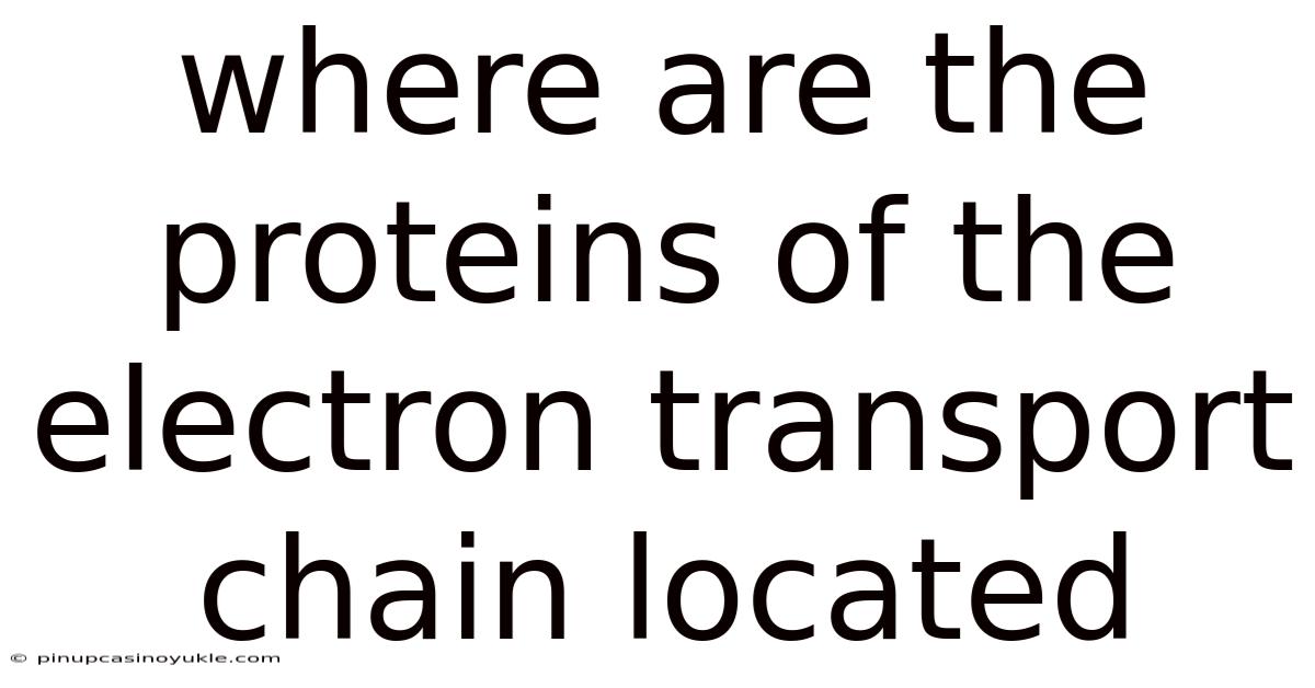 Where Are The Proteins Of The Electron Transport Chain Located
