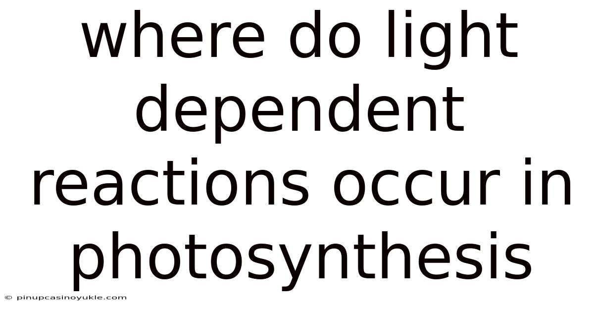 Where Do Light Dependent Reactions Occur In Photosynthesis