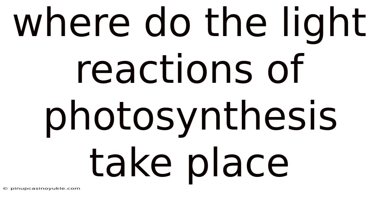 Where Do The Light Reactions Of Photosynthesis Take Place