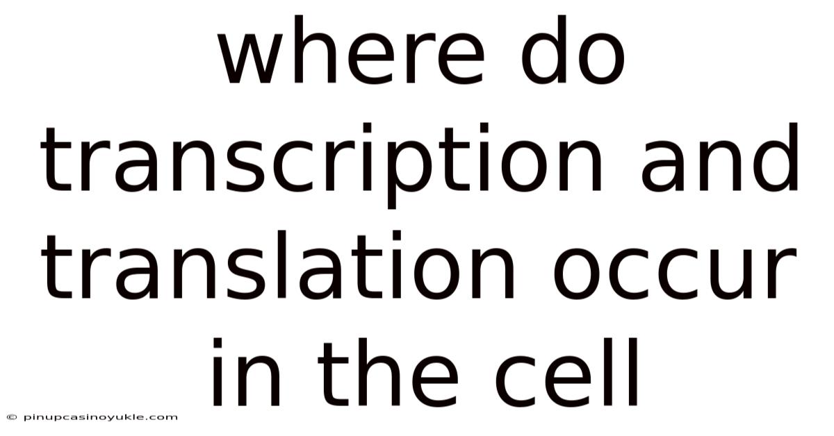 Where Do Transcription And Translation Occur In The Cell
