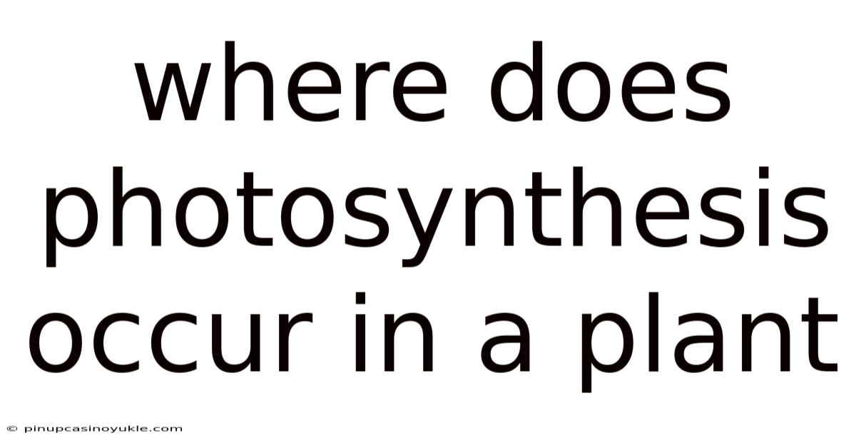Where Does Photosynthesis Occur In A Plant
