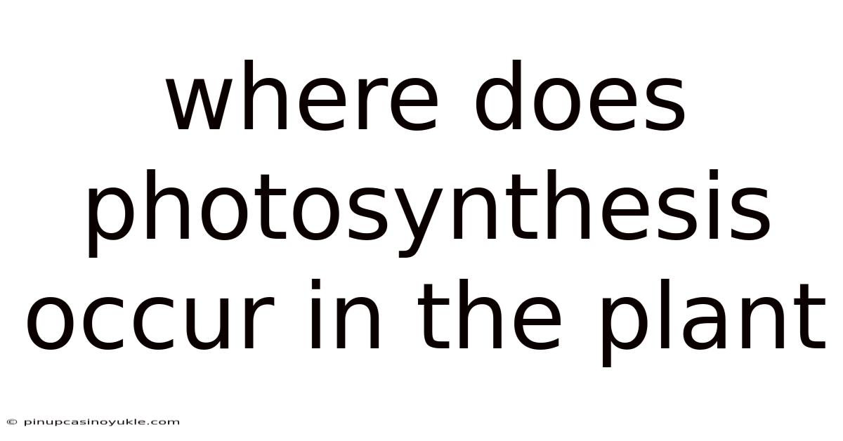 Where Does Photosynthesis Occur In The Plant