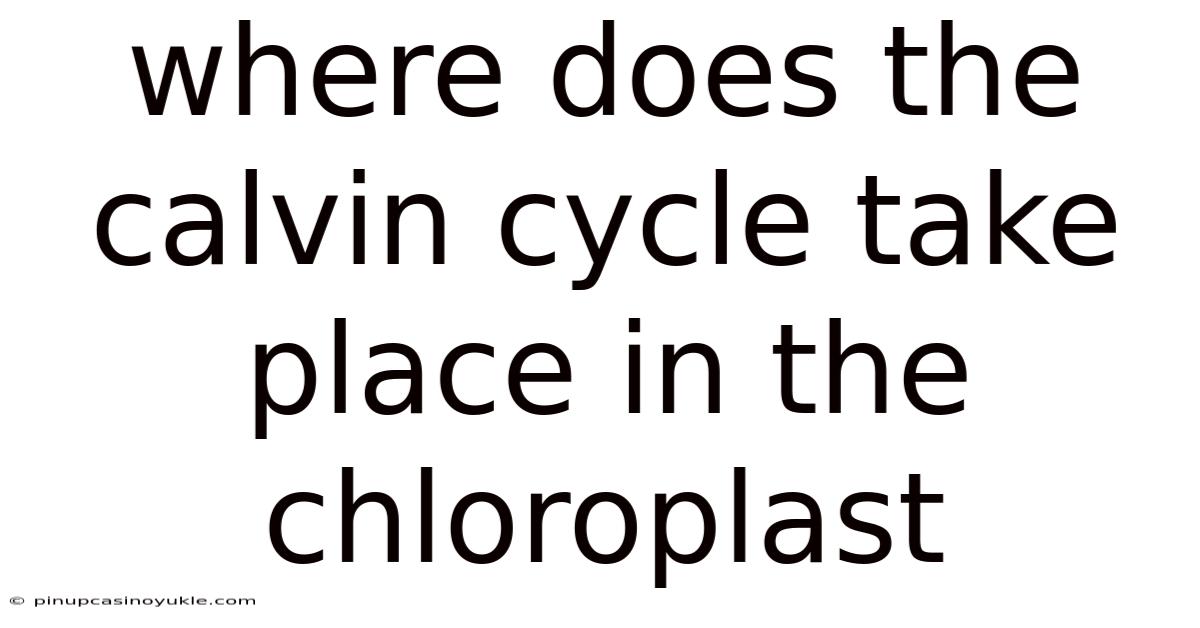 Where Does The Calvin Cycle Take Place In The Chloroplast