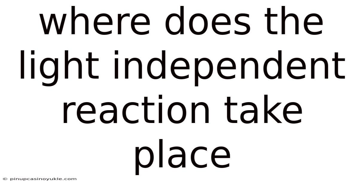 Where Does The Light Independent Reaction Take Place