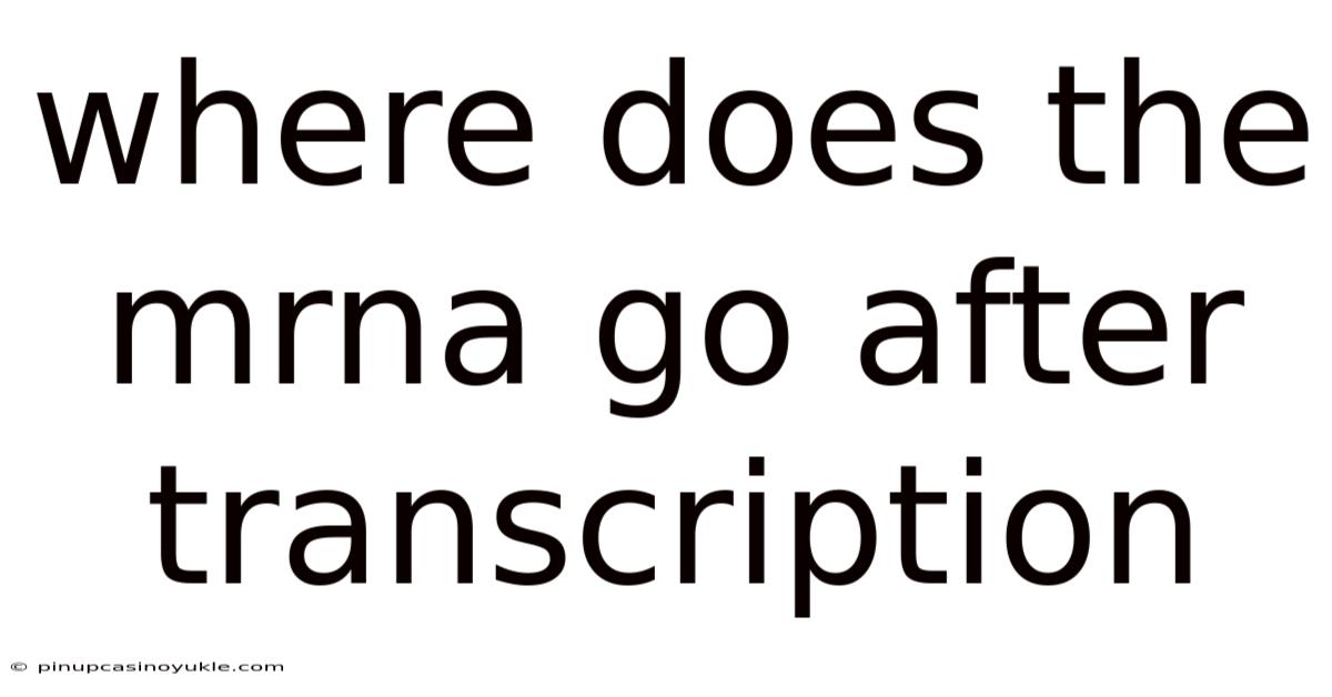 Where Does The Mrna Go After Transcription