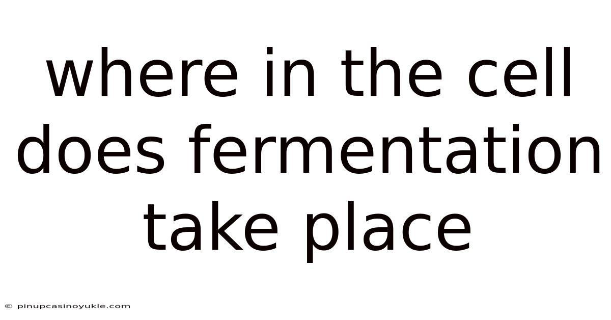 Where In The Cell Does Fermentation Take Place