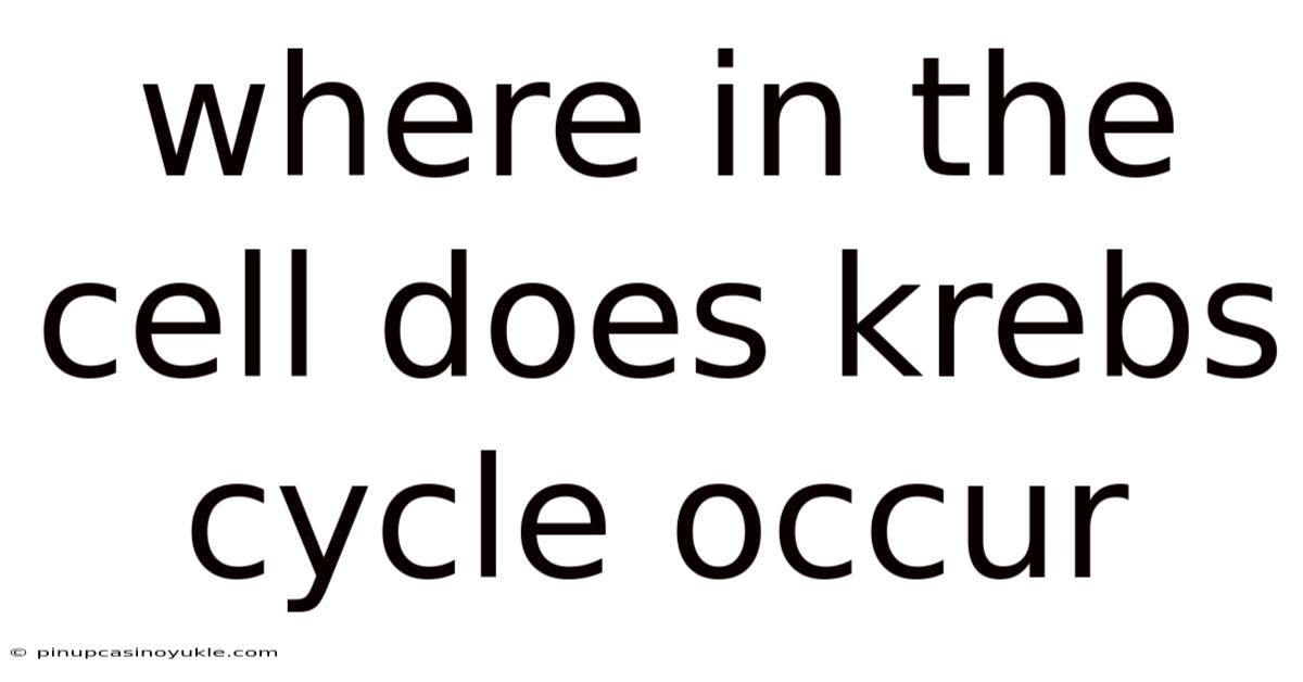 Where In The Cell Does Krebs Cycle Occur
