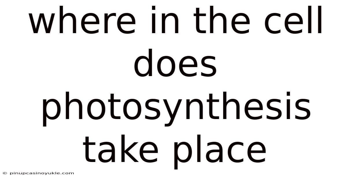 Where In The Cell Does Photosynthesis Take Place