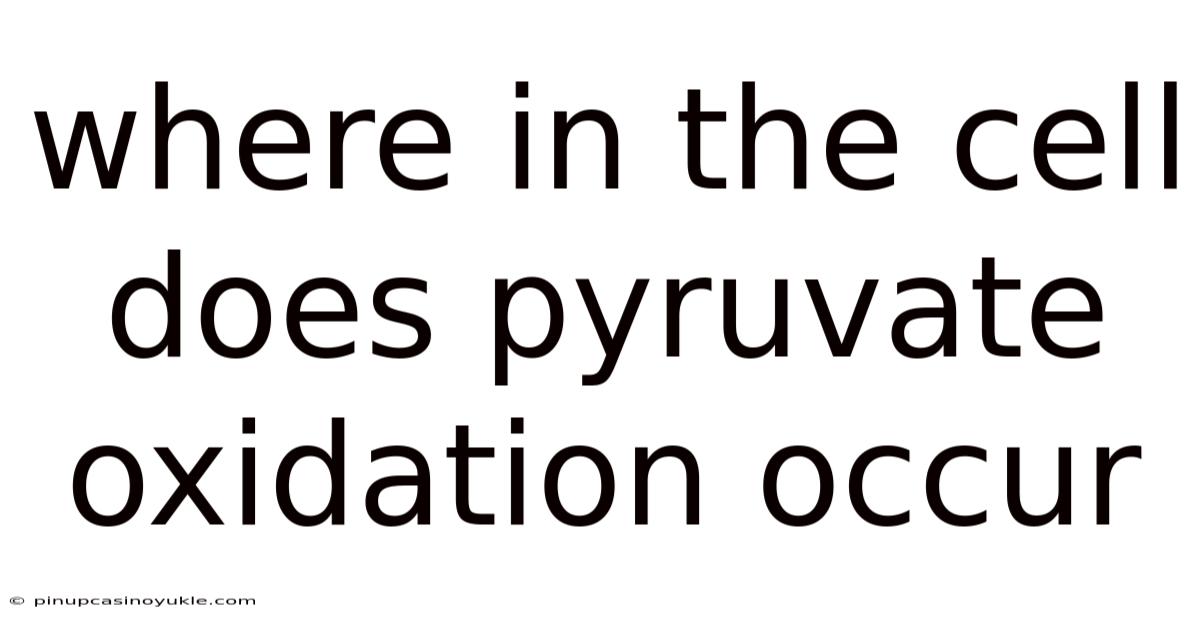 Where In The Cell Does Pyruvate Oxidation Occur