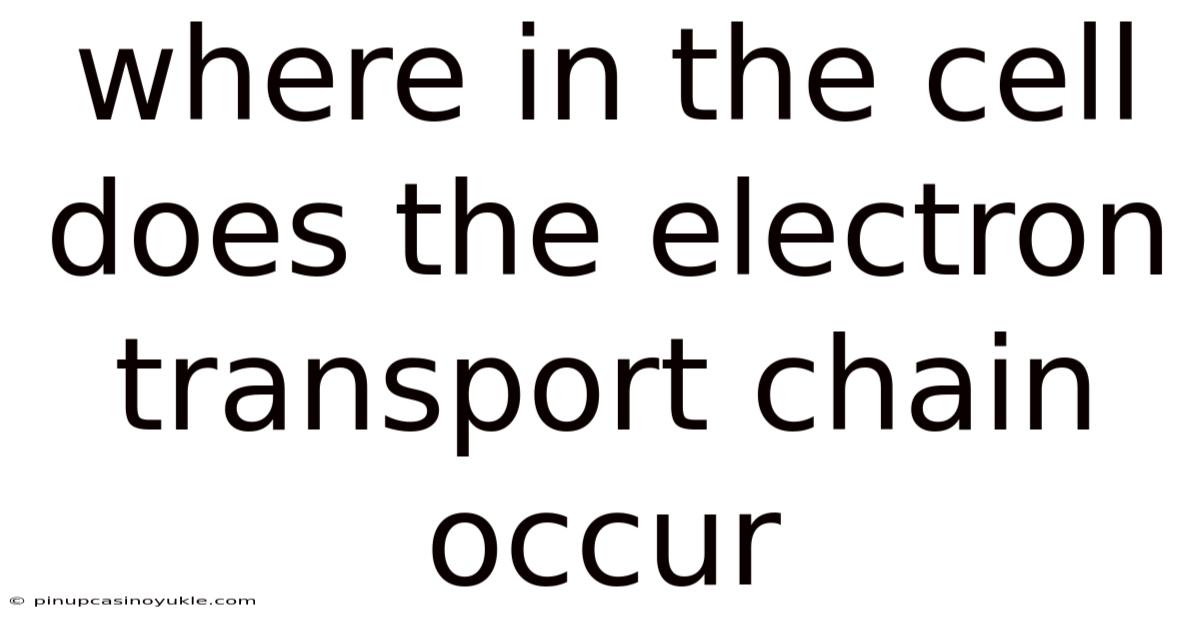 Where In The Cell Does The Electron Transport Chain Occur