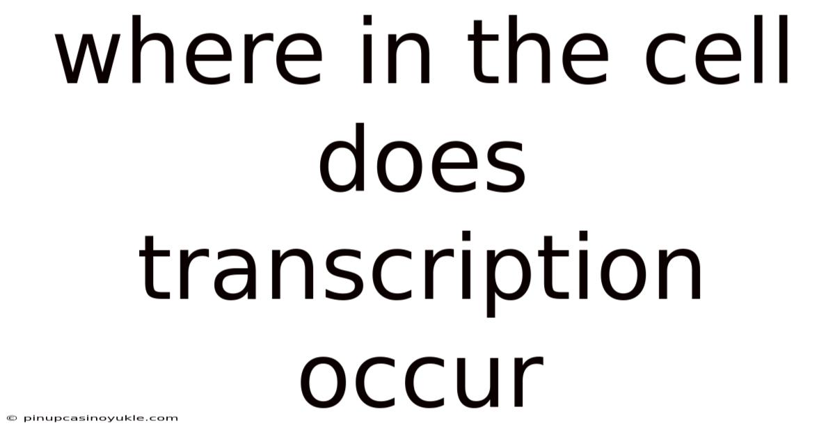 Where In The Cell Does Transcription Occur
