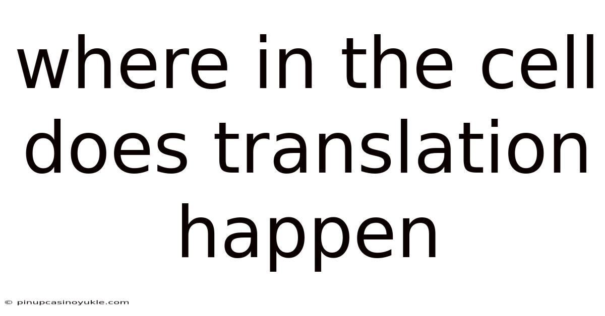 Where In The Cell Does Translation Happen