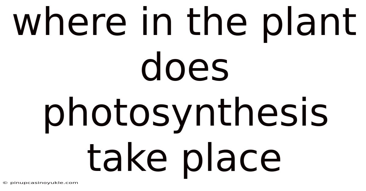 Where In The Plant Does Photosynthesis Take Place