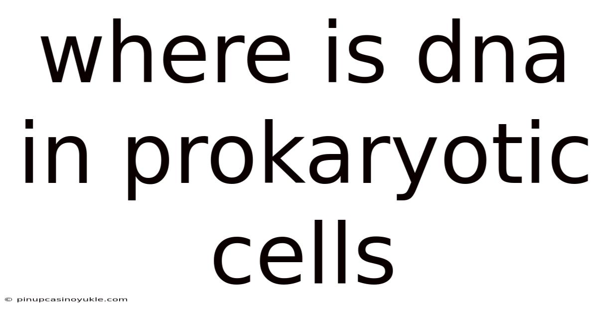 Where Is Dna In Prokaryotic Cells