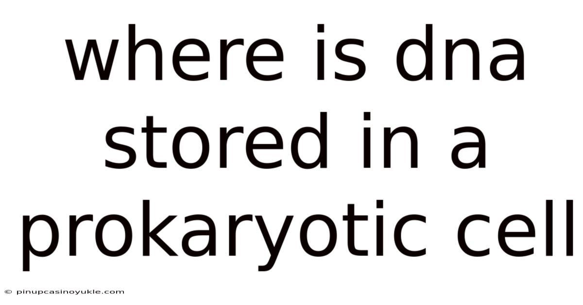 Where Is Dna Stored In A Prokaryotic Cell