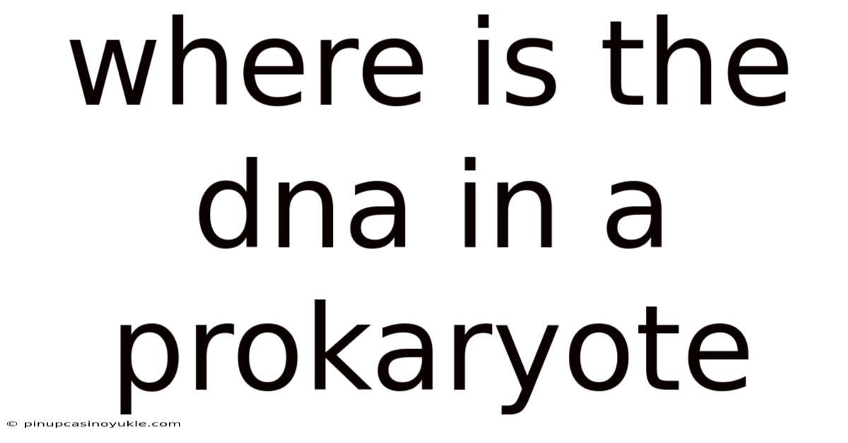 Where Is The Dna In A Prokaryote