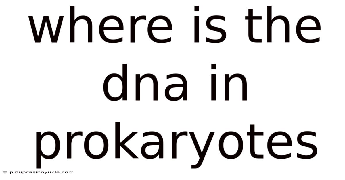 Where Is The Dna In Prokaryotes