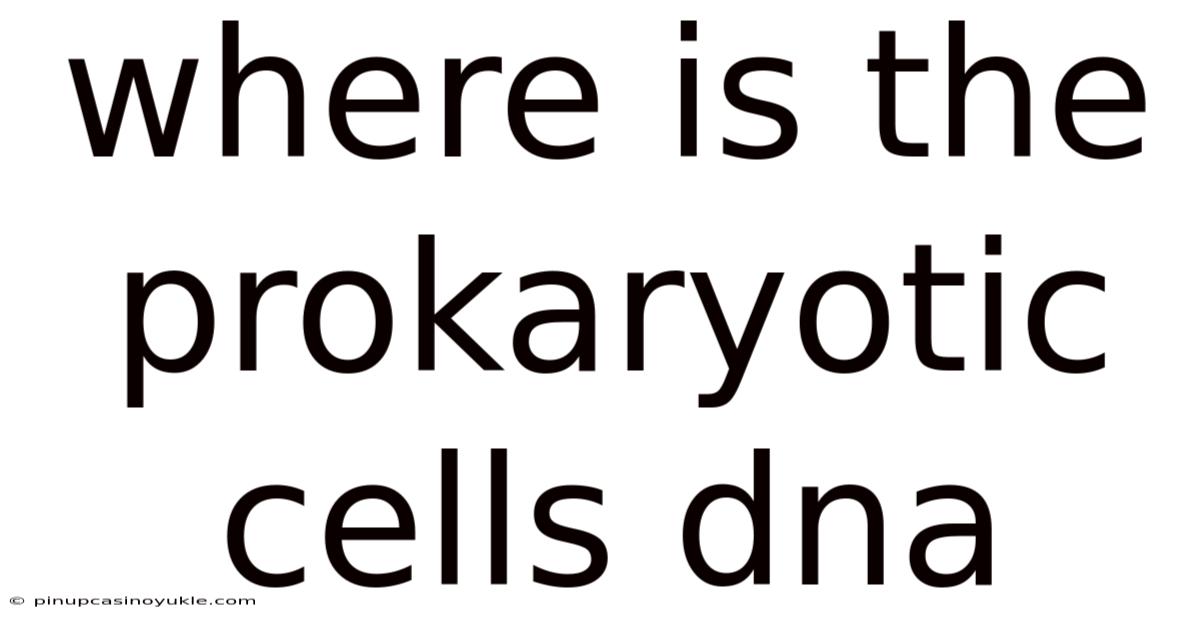 Where Is The Prokaryotic Cells Dna