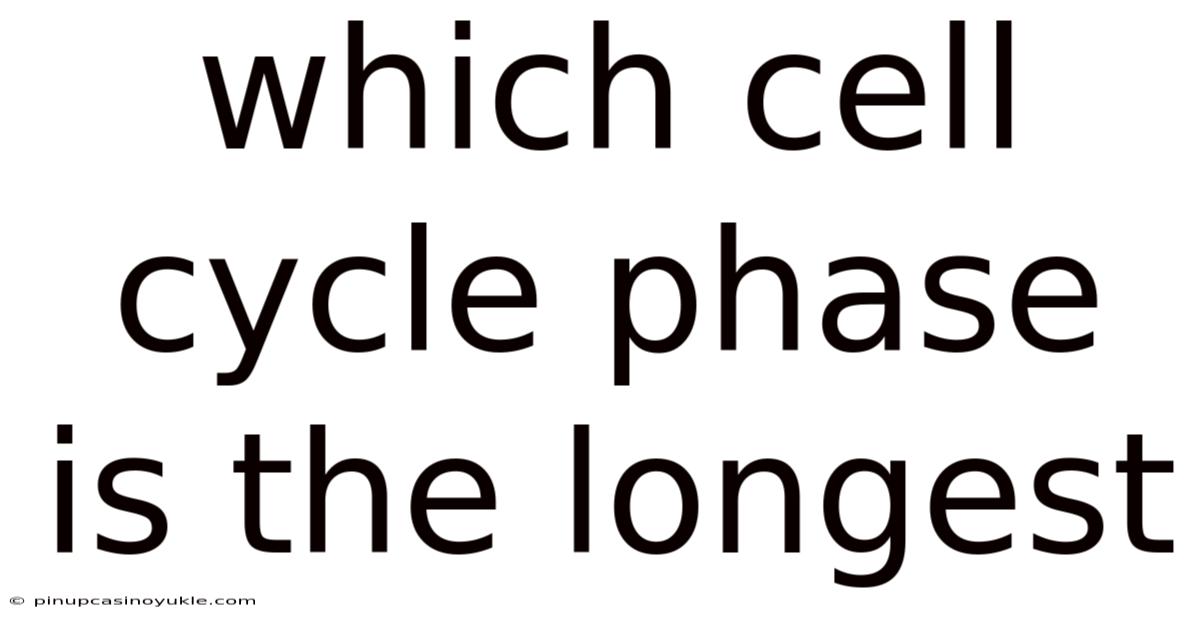 Which Cell Cycle Phase Is The Longest