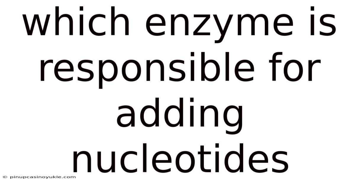 Which Enzyme Is Responsible For Adding Nucleotides