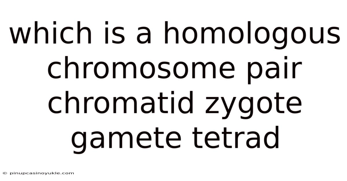 Which Is A Homologous Chromosome Pair Chromatid Zygote Gamete Tetrad