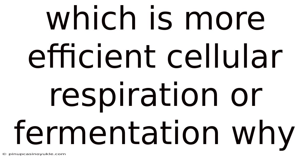 Which Is More Efficient Cellular Respiration Or Fermentation Why