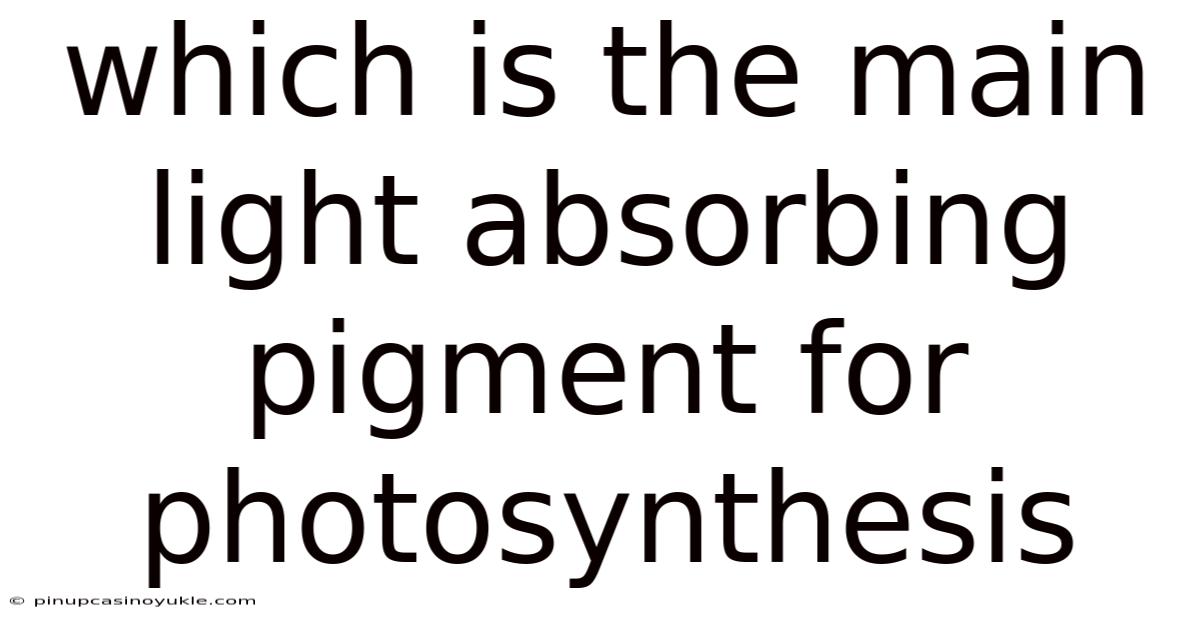 Which Is The Main Light Absorbing Pigment For Photosynthesis