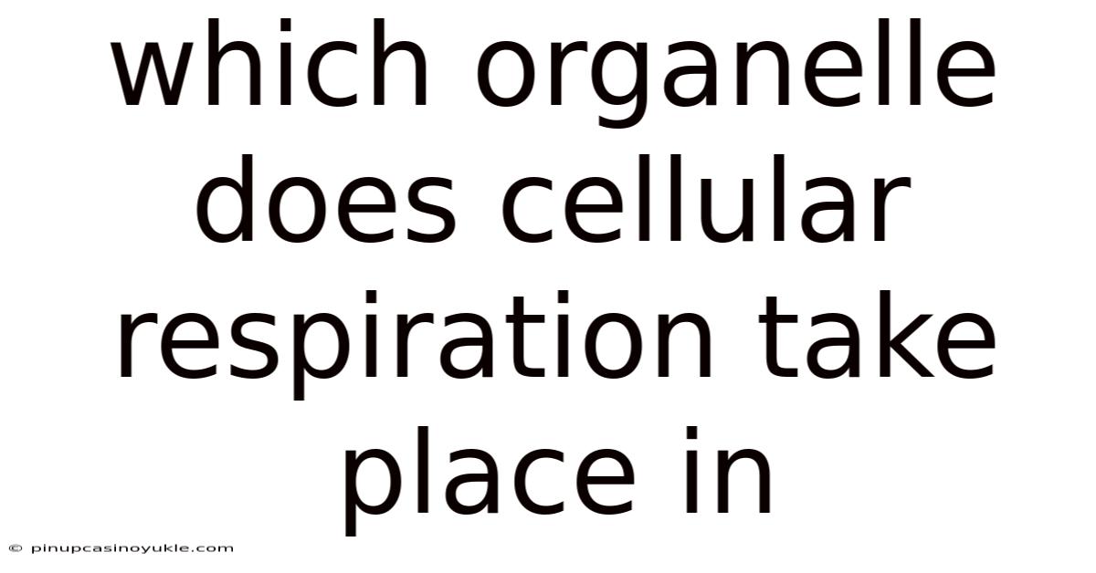 Which Organelle Does Cellular Respiration Take Place In
