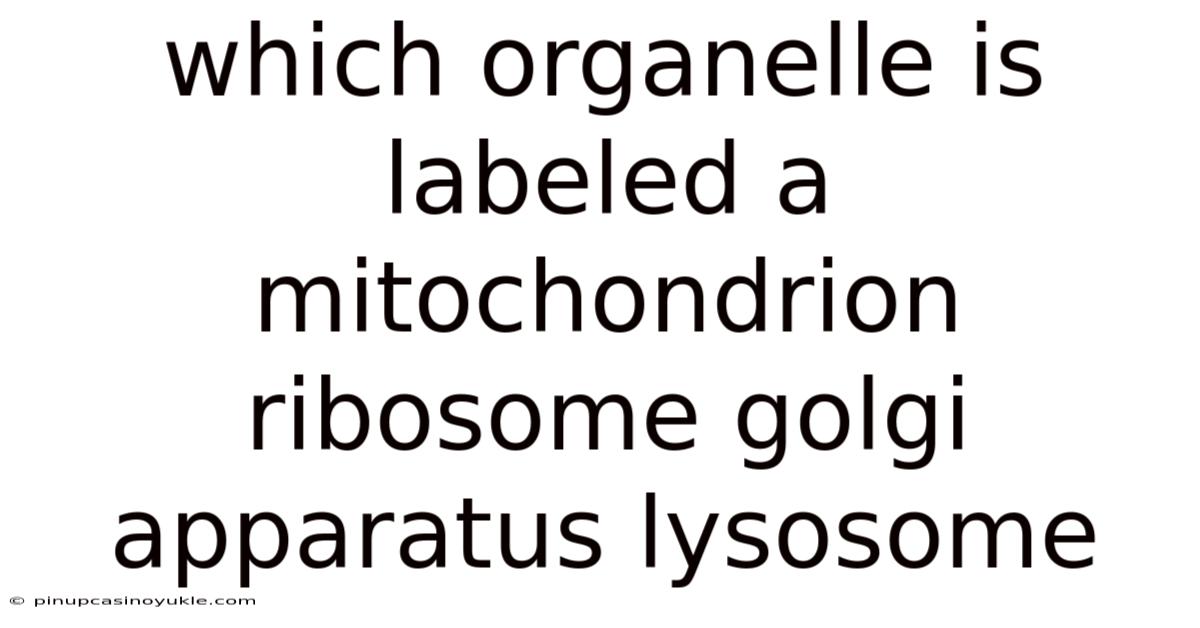 Which Organelle Is Labeled A Mitochondrion Ribosome Golgi Apparatus Lysosome