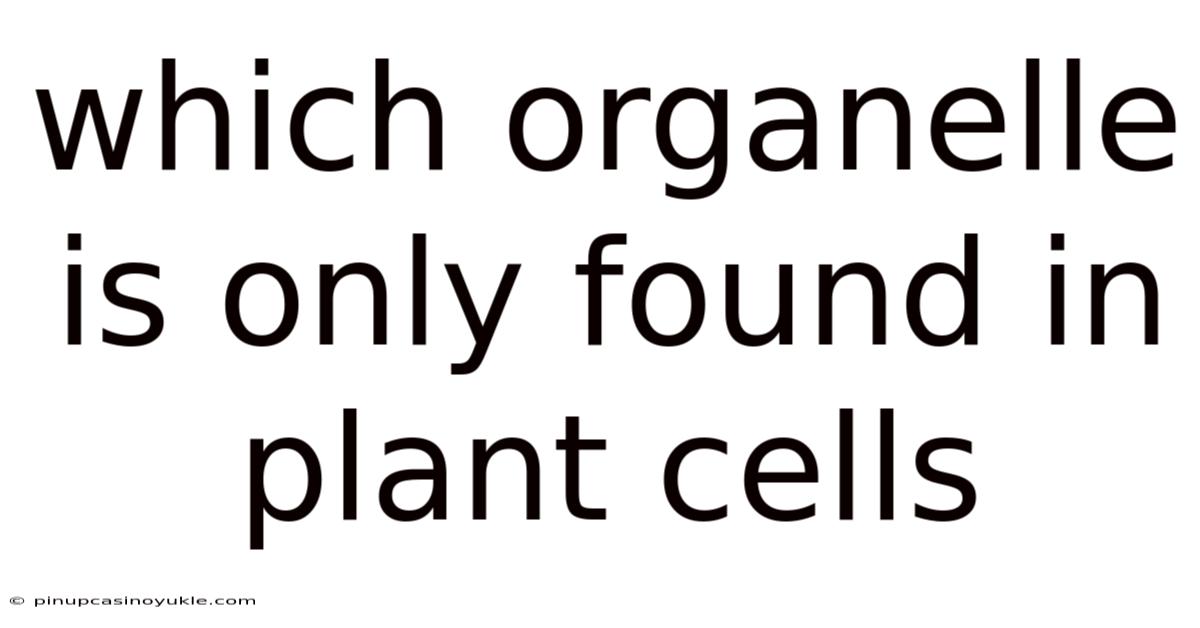 Which Organelle Is Only Found In Plant Cells