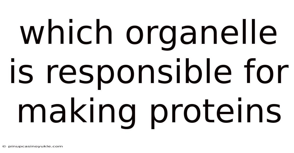 Which Organelle Is Responsible For Making Proteins