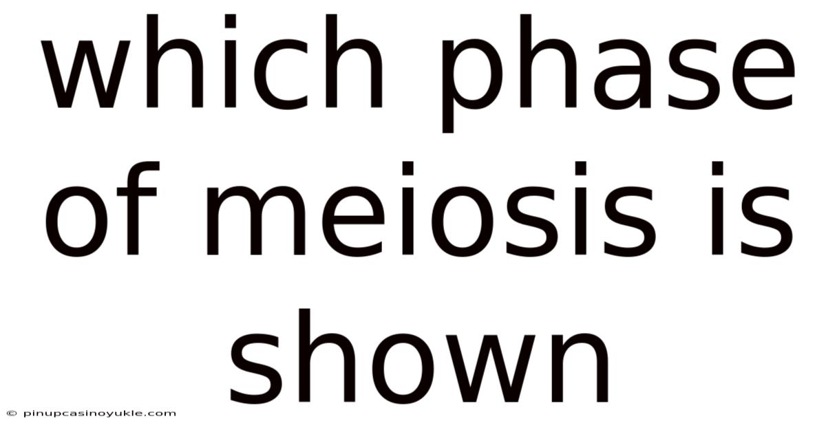 Which Phase Of Meiosis Is Shown