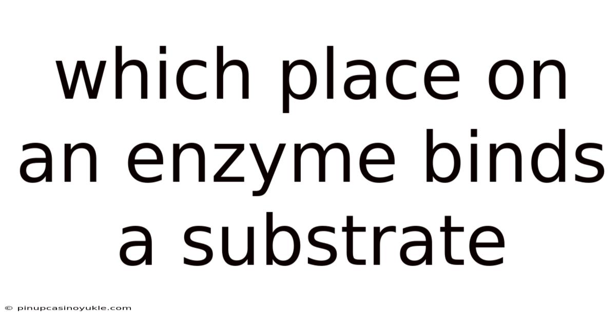 Which Place On An Enzyme Binds A Substrate