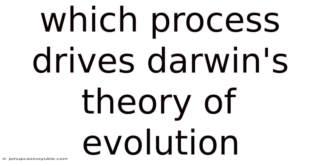 Which Process Drives Darwin's Theory Of Evolution