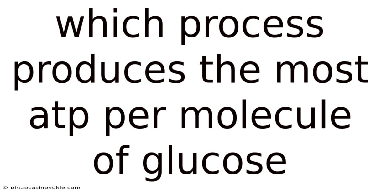 Which Process Produces The Most Atp Per Molecule Of Glucose